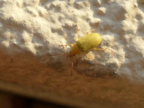 Cteniopus sulphureus