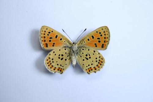 Lycaena tityrus