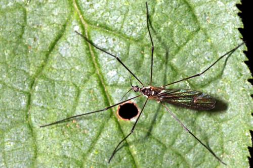 Ellipteroides alboscutellatus