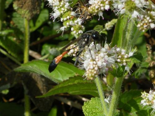 Ammophila sabulosa