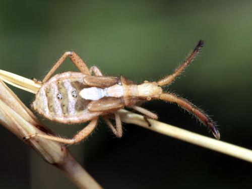 Coriomeris sp.