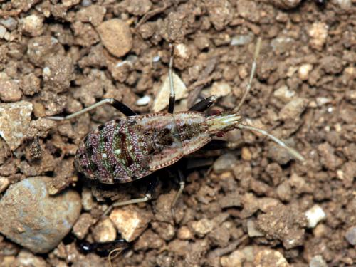 Réf. 60 887 : Ischnopeza hirticornis