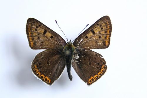 Réf. 60 078 : Lycaena tityrus