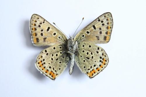 Lycaena tityrus