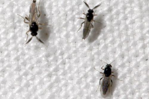 Réf. 60 065 : Forcipomyia sp.
