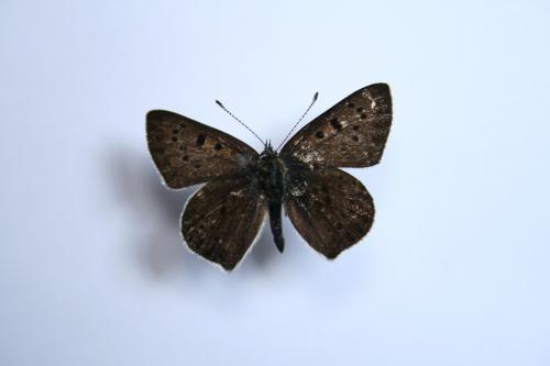 Réf. 60 081 : Lycaena tityrus