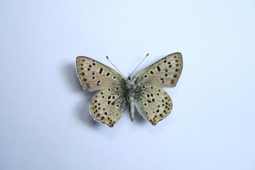 Lycaena tityrus