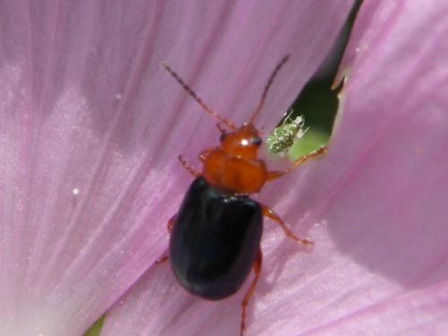 Réf. 60 202 : Podagrica sp.
