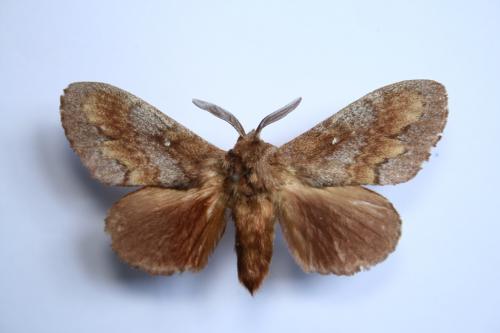 Réf. 60 084 : Dendrolimus pini