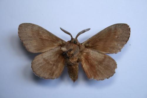 Réf. 60 086 : Dendrolimus pini