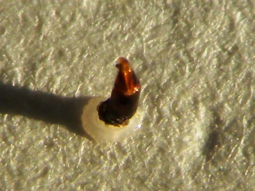 Réf. 60 276 : Onthophagus joannae