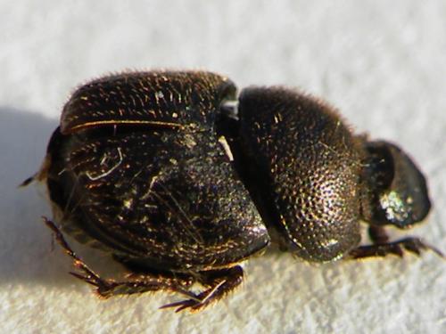 Réf. 60 275 : Onthophagus joannae