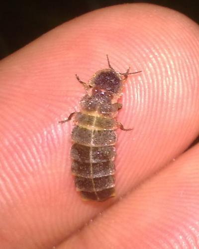Lampyris noctiluca