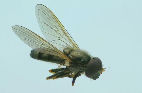 Réf. 60 257 : Cheilosia pagana