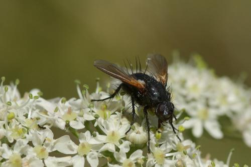 Réf. 60 137 : Zophomyia temula