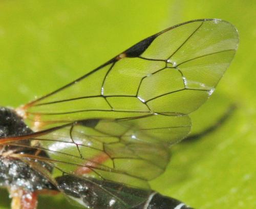 Réf. 60 287 : Eridolius sp.