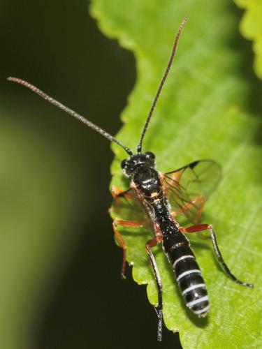 Eridolius sp.