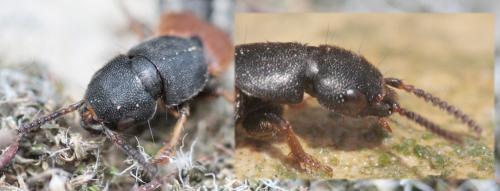 Platydracus stercorarius