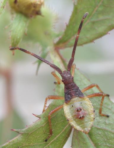 Gonocerus acuteangulatus