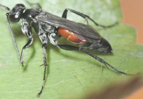 Arachnospila minutula