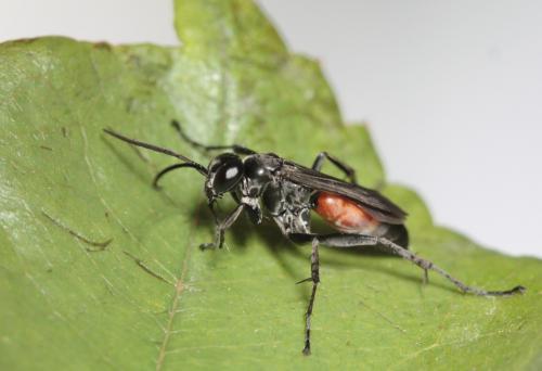 Réf. 60 118 : Arachnospila minutula