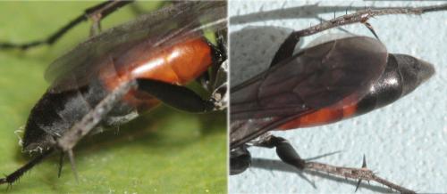 Réf. 60 215 : Arachnospila minutula