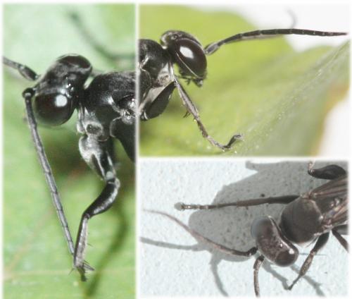 Arachnospila minutula