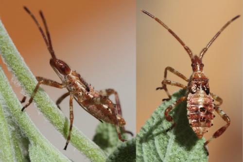 Leptoglossus occidentalis