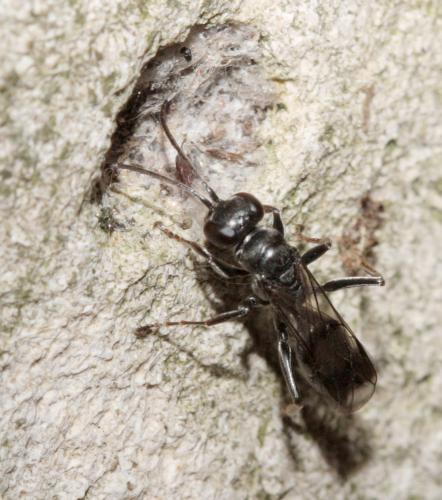 Réf. 60 981 : Dipogon sp.