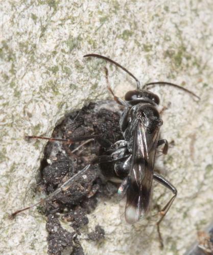 Réf. 60 982 : Dipogon sp.