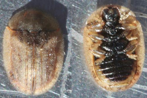 Cassida sp.