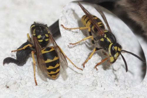 Vespula germanica