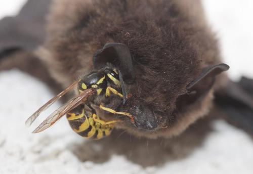Réf. 60 249 : Vespula germanica