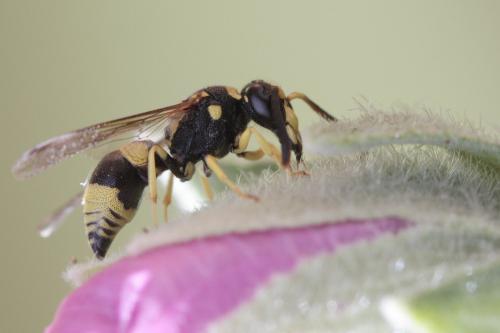 Ancistrocerus auctus