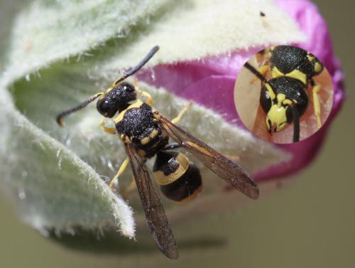 Ancistrocerus auctus