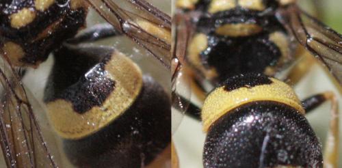 Ancistrocerus auctus