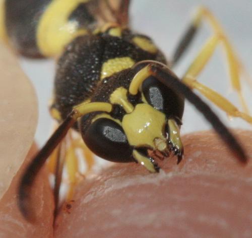 Ancistrocerus auctus