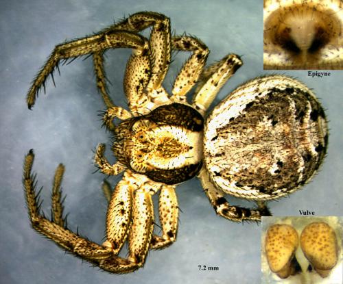 Psammitis ninnii