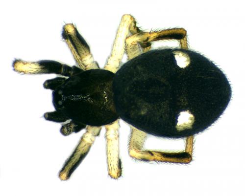Réf. 60 779 : Euryopis quinqueguttata