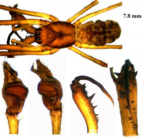 Tetragnatha nigrita