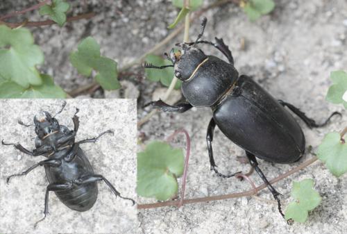 Lucanus cervus