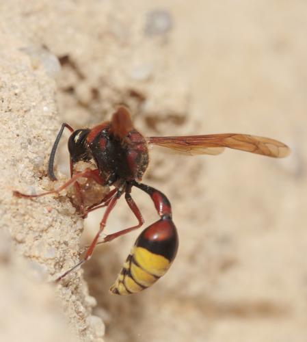 Delta unguiculatum