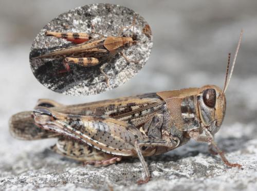 Calliptamus sp.
