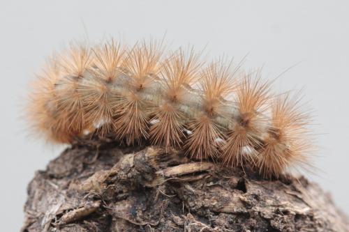 Diaphora mendica