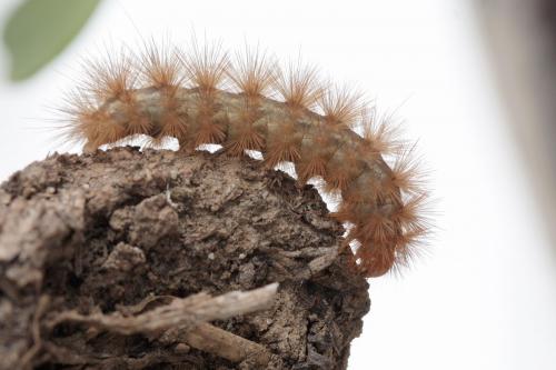 Diaphora mendica