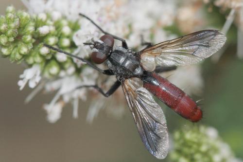 Réf. 60 570 : Cylindromyia bicolor