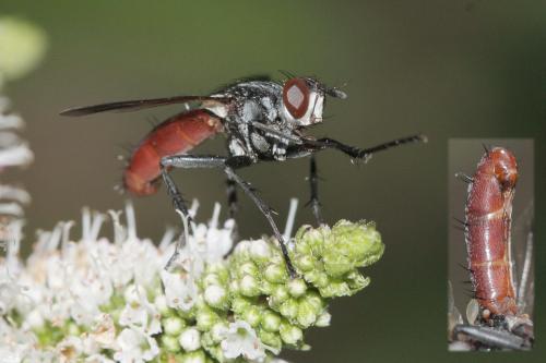 Réf. 60 571 : Cylindromyia bicolor