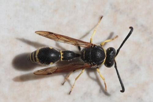 Eumenes sp.