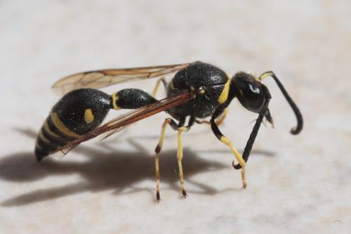 Eumenes sp.