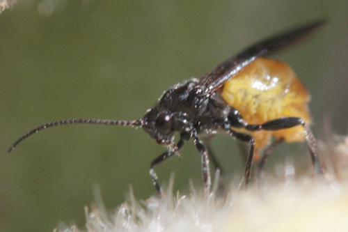 Braconini